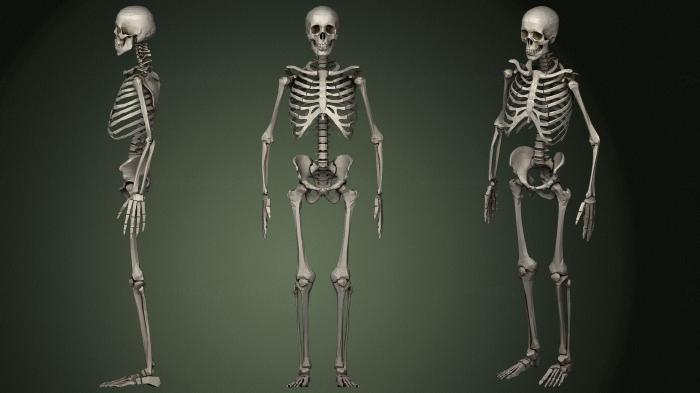 Anatomy of skeletons and skulls (ANTM_1621) 3D model for CNC machine
